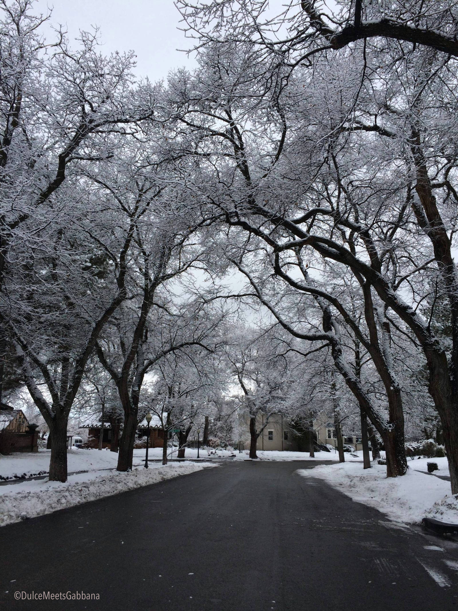 Trees_Winter_Fotor